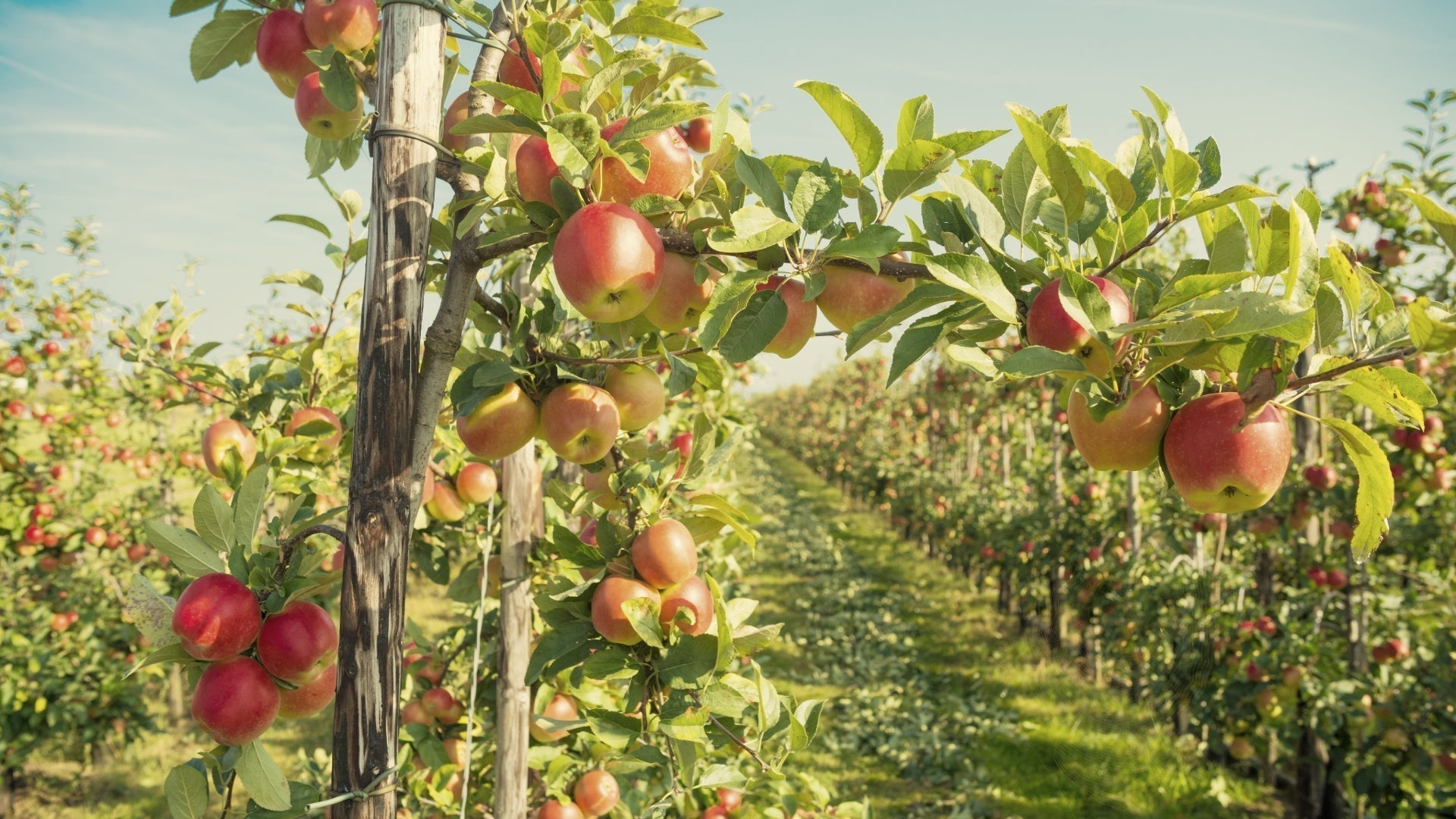 An apple orchard